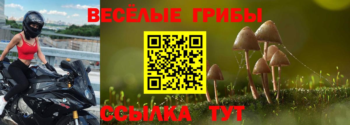 Псилоцибиновые грибы Cubensis Чайковский